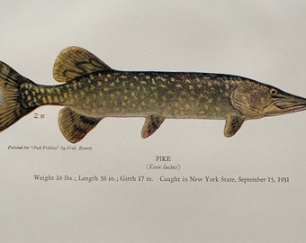 1943 Pike Original Vintage Print - Fishing - Angling - Mounted and Matted - Available Framed