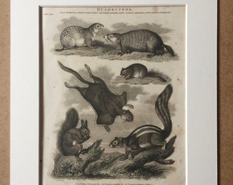 1819 Marmot, Squirrel and Dormouse Original Antique Engraving - Mounted and Matted - Wildlife Decor - Mammal - Framed