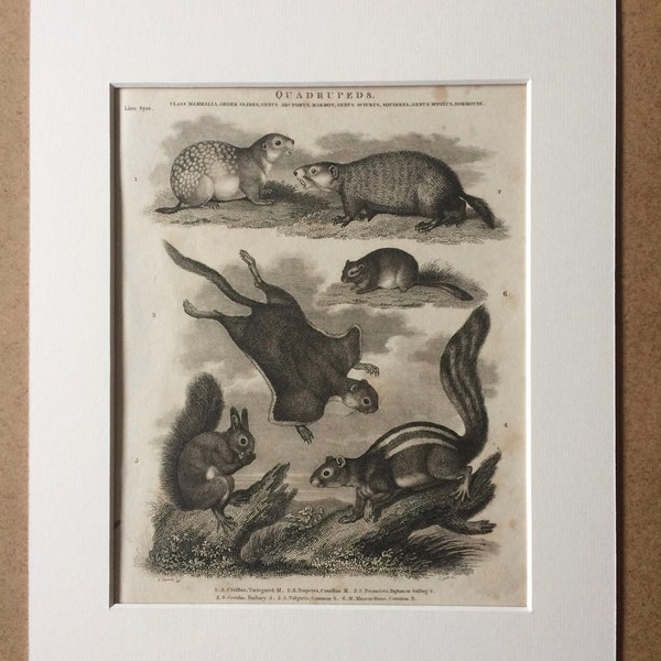 1819 Marmotte, Écureuil et Dormouse Gravure ancienne originale - Monté et emmêlé - Décor animalier - Mammifère - Encadré