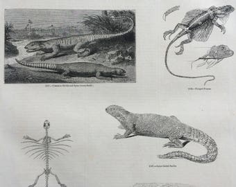 1856 Large Original Antique Lizard Engraving - Fringed Dragon Skeleton - Stellio - Basilisk - Anolis - Reptile - Wall Decor