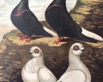 1876 Original Antique Matted Lithograph - Pigeon - Black Capuchins and Damascenes - Ornithology - Antique Bird Art - Decorative Wall Art