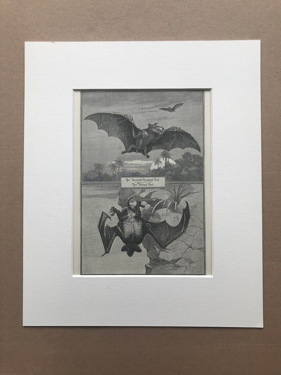 1893年 ハンマーヘッドコウモリとハダカコウモリ オリジナル