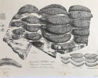1858 Acrodus Nobilis from Lias, Somersetshire Original Antique Engraving - Palaeontology - Fossil - Geology