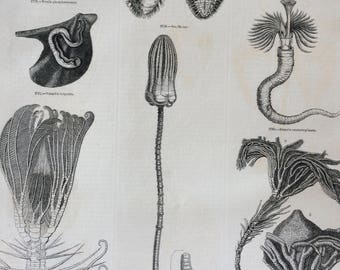 1856 Large Original Antique Engraving - Marine Species - Marine Wildlife - Marine Biology - Marine Wall Decor