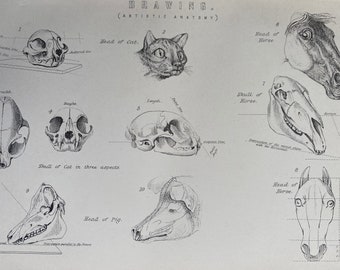1891 Artistic Anatomy - Animal Skulls and Heads Original Antique Print - Horse, Cat, Pig - Available Matted and Framed