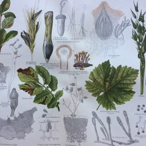 1896 Enfermedades de las plantas. Impresión antigua original - Disponible enmarcada - Arte botánico - Jardinería - Decoración de pared vintage