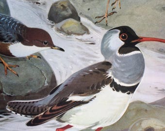 1968 Colourful Vintage Bird Print - Grey Wagtail - White-Throated Dipper - Ibisbill - Available Framed - 14 x 11 inches