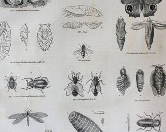 1856 Large Original Antique Insect Engraving - Pupa of Blowfly, Moth, Click Beetle, Peacock Butterfly and Chrysalis- Entomology - Wall Decor