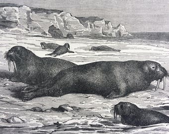 1892 Walruses on the Ice Original Antique Engraving - Wildlife - Wall Decor - Available Framed - 8 x 10 inches - Zoology