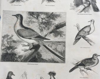 1856 Large Original Antique Bird Engraving - Passenger Pigeon, Turtle Dove, Rock Dove, Manasope Pigeon - Ornithology - Wall Decor