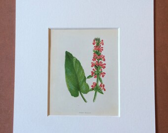 1852 Original Antique Hand-Coloured Anne Pratt Botanical Illustration - Wood Betony - Flower - Botany - Garden - Available Framed