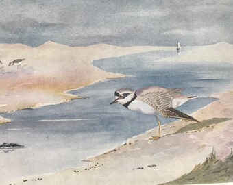 1924 Little Ringed Plover Original Antique Print - Mounted and Matted - Ornithology - British Waders - Vintage Bird Art - Available Framed
