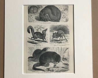 1897 Insectivore Animals Original Antique Print - Mounted and Matted - Shrew Hedgehog Wildlife - Animal Art - Available Framed