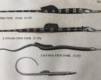 1812 Pipefish Varieties Original Antique Engraving - Ichthyology - Fish Art - Fishing Cabin Decor - Available Framed