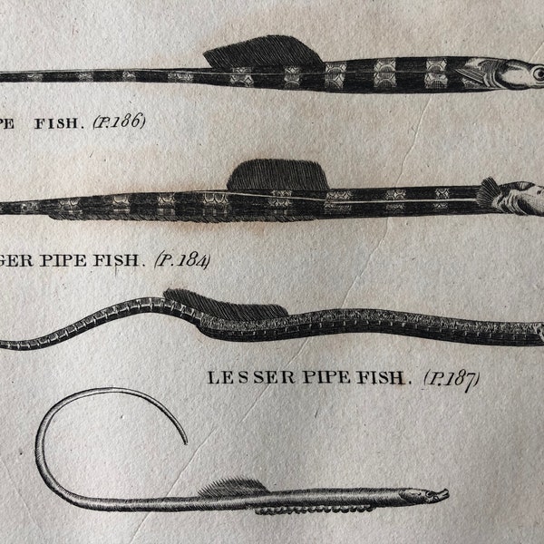 1812 Pfeifenfisch Sorten Original Antike Gravur - Ichthyologie - FischKunst - Angelhütte Dekor - Gerahmt erhältlich