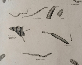 1819 Original Antique Engraving - Vermes - Worm - Intestinal Worms - Intestata Order - Available Matted and Framed