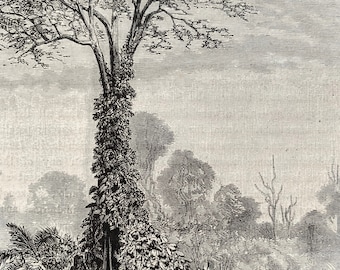 Fruit, Flowers, Plants