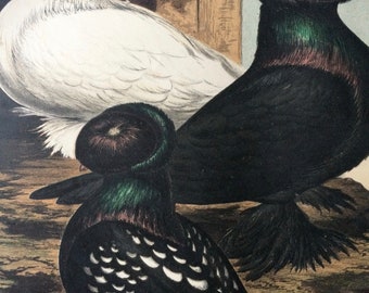 1876 Original Antique Matted Lithograph - Pigeon - Trumpeters - Ornithology - Antique Bird Art - Available Framed