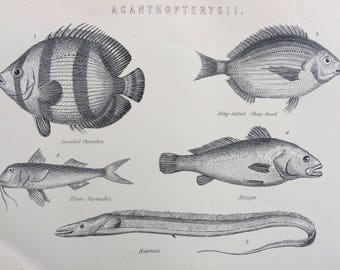 1891 FISH Original Antique Steel Engraving - Hairtail - Maigre - Surmullet - Choetodon -  wall decor - home decor - Marine Wildlife