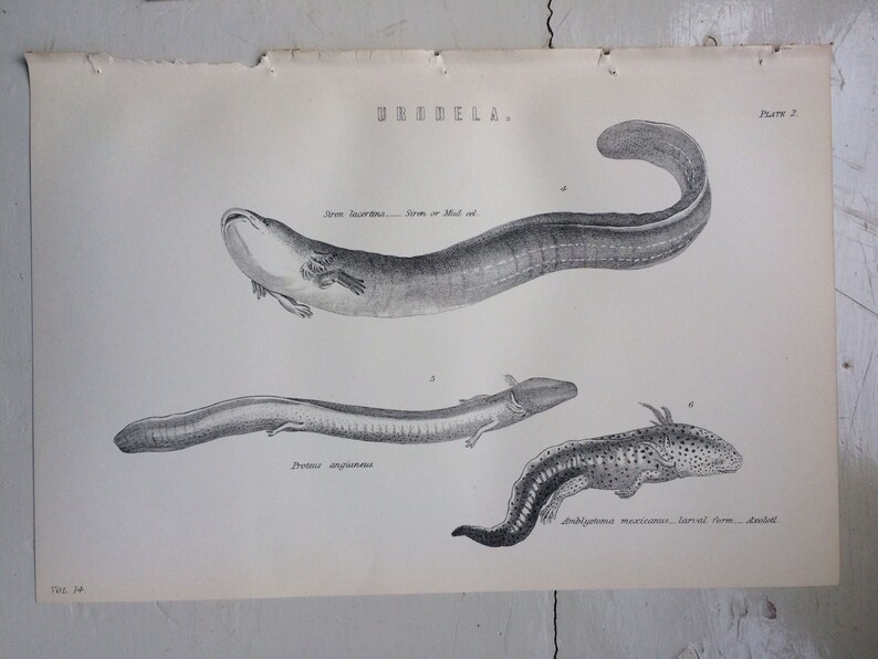 Urodela Original Antique Encyclopaedia Illustration Siren Eel Marine Wildlife wall decor home decor 1891 EEL Fish