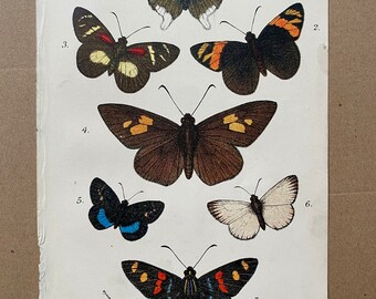 1896 Original Antique Lithograph - Moth - Butterfly - Insect Art - Lepidoptera - Entomology - Decorative Print