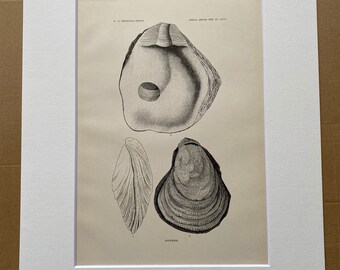 1883 Miocene Fossils Original Antique Print - Mounted and Matted - Ostrea Oyster - Fossil - Geology - Available Framed