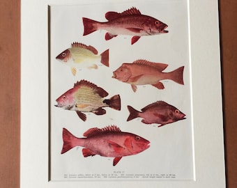 1950 Original Vintage Fish Print - Mounted and Matted - Available Framed - Tropical Fish - Marine Species - Sealife - Ocean Decor