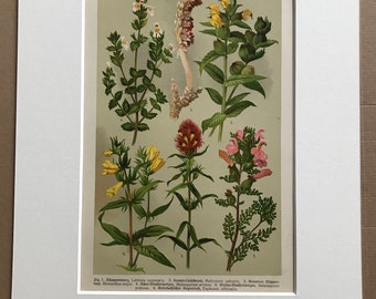 1911 Original Antique Botanical Lithograph - Mounted and Matted - Figwort - Broomrape - Plant - Botany - Available Framed