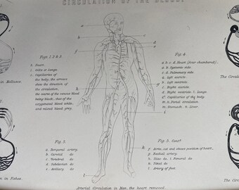 1891 Circulation of the Blood Original Antique Print - Anatomy - Science Decor - Available Matted and Framed