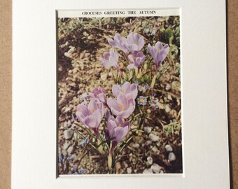 1940s Crocuses greeting the Autumn Original Vintage Print - Mounted and Matted - Botanical Art - Flower - Gardening - Available Framed