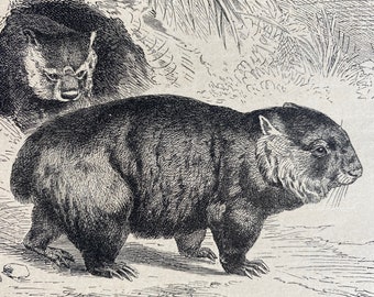 1896 Wombat Original Antique Print - Wildlife - Natural History - Mounted and Matted - Available Framed