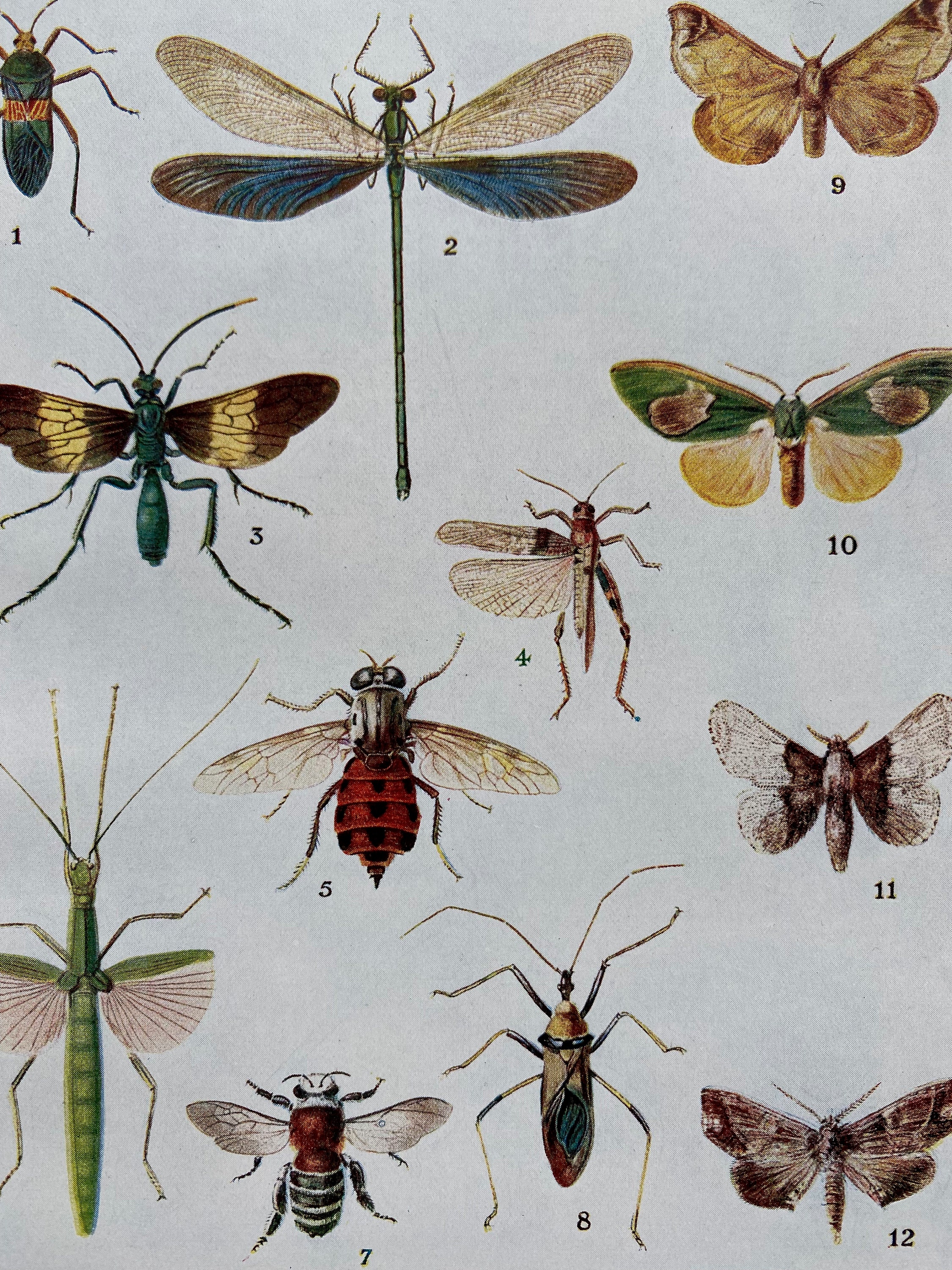 90s Insect 1930s Insects - A glimpse of the Variety of Life Original Vintage Print ...