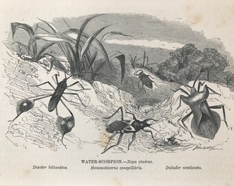 1863 Water Scorpion Original Antique Print - Entomology - Insect - Mounted and Matted - Available Framed