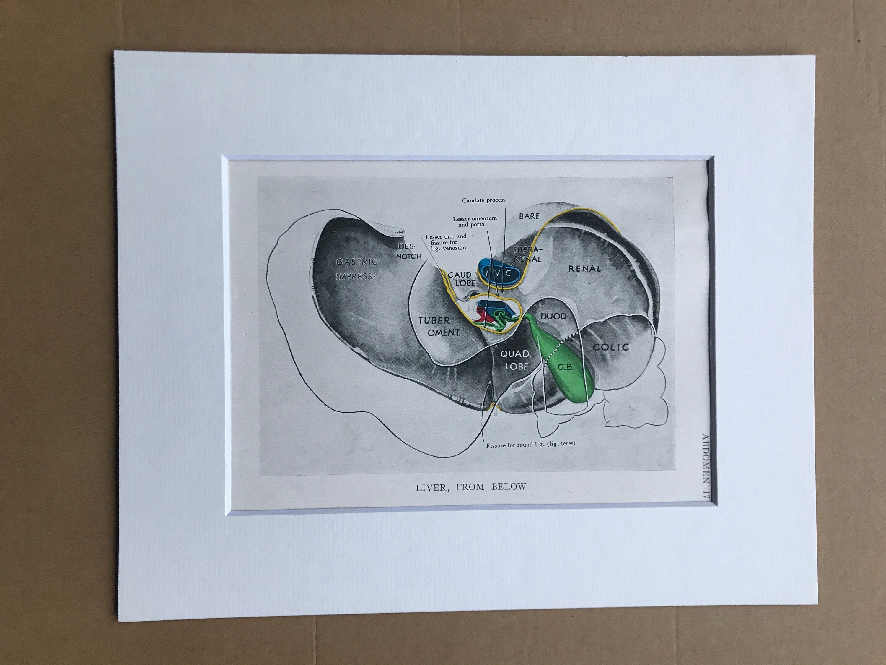 1942 Liver, from below Original Vintage Anatomical Print - Organs