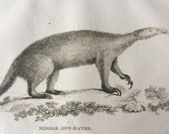 1800 Middle Anteater Original Antique Engraving - Wildlife - Zoology - Natural History