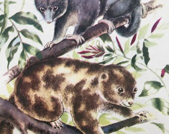 1956 Spotted Cuscus Original Vintage Illustration - Australia - Wildlife Decor - Natural History - Mounted and Matted - Available Framed