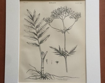 1875 Great Wild Valerian Original Antique Matted Engraving - Botanical Decor - Botany - Vintage Wall Decor - Matted & Available Framed