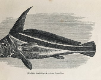 1863 Belted Horseman Original Antique Print - Fish Illustration - Marine Decor - Mounted and Matted - Available Framed