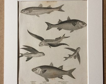 1819 Atherine, Mullet, Flying Fish Varieties Original Antique Engraving - Available Mounted and Matted - Ichthyology - Framed Art - Fish