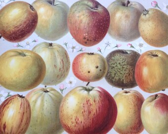 1895 Apple Varieties Large Original Antique Lithograph - Available Mounted and Matted - Fruit - Vintage Kitchen Wall Decor