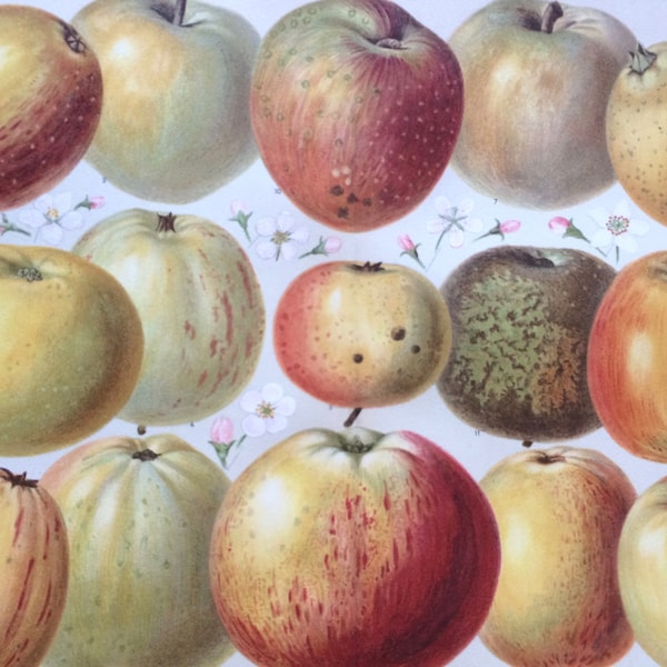 Apple Varieties Etsy