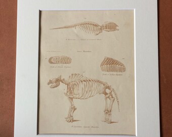 1862 Animal Skeletons Greenland Whale Elephant Mastodon Original Antique Hand Coloured Engraving - Available Mounted, Matted and Framed