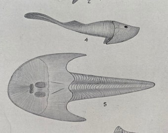 1931 The Oldest Known Fishes Original Antique Print - Geology - Mounted and Matted - Available Framed