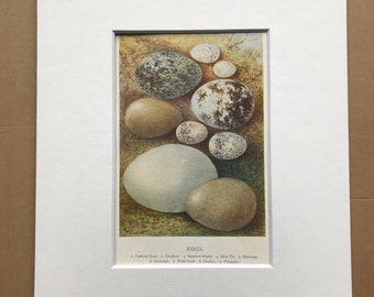 1921 Bird Egg Original Antique Print - Ornithology - Mounted and Matted - Available Framed