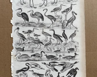 1852 Original Antique Ornithology Engraving - Birds - Wildlife - Natural History - Zoology