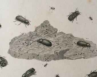 1819 Beetles Original Antique Engraving - Vintage Insect Art - Coleoptera - Entomology - Available Matted and Framed