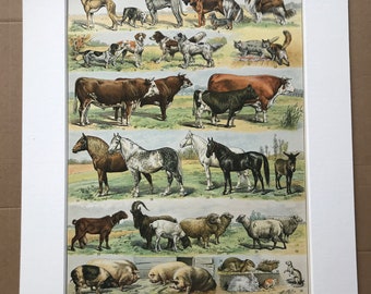 1897 Domestic Animals Original Antique Print - Horse, Donkey, Cow, Goat, Sheep, Pig, Dog, Cat Rabbit - Mounted and Matted - Available Framed