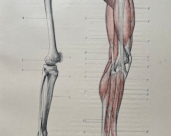 1890 Leg Skeleton and Muscles Original Antique Anatomical Print - Anatomy - Medical - Science - Mounted and Matted - Available Framed