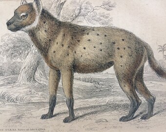 1860 The Spotted Hyaena - Original Antique Hand-Coloured Engraving - Matted and Available Framed - Canine Wall Decor - Hyena