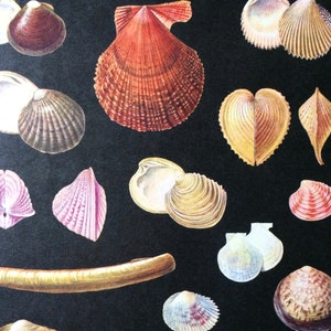 K&ouml;nnte beinhalten: Eine Sammlung verschiedener Muscheln in Braun-, Rosa- und Wei&szlig;t&ouml;nen auf schwarzem Hintergrund. Die Muscheln variieren in Form und Gr&ouml;&szlig;e, einige weisen komplizierte Muster und Texturen auf. Das Bild zeigt eine Vielfalt an Meereslebewesen, ideal f&uuml;r K&uuml;stendekoration.